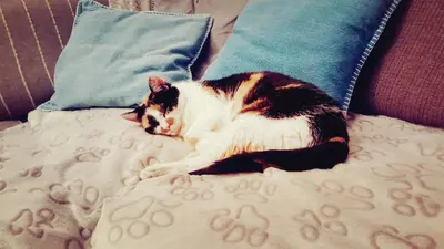 Ein Bett oder Betten in einem Zimmer der Unterkunft Pension Regina