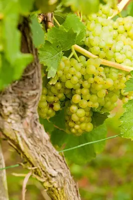 Grundriss der Unterkunft Wein- und Sektgut Markus Hensler