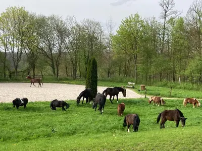 Tiere in der Ferienwohnung oder in der Nähe