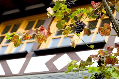 Ein Garten an der Unterkunft Landgasthof Rebstock