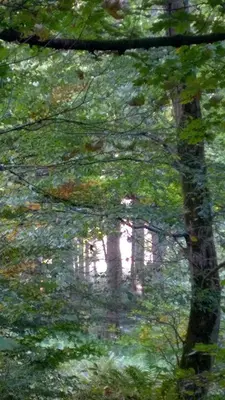 Naturlandschaft in der Nähe der Ferienwohnung