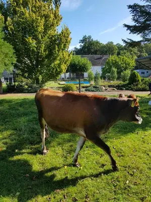 Tiere in der Ferienwohnung oder in der Nähe