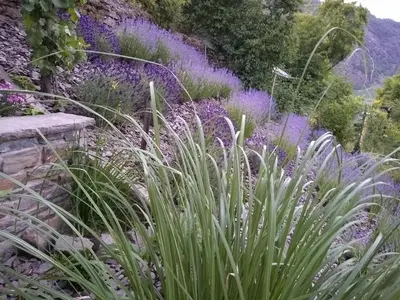 Ein Garten an der Unterkunft Ferienwohnung Lavendel