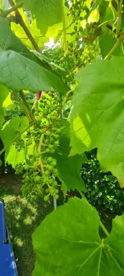 Ein Garten an der Unterkunft Ferienhaus Paul