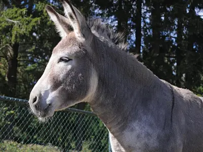Tiere im Chalet oder in der Nähe