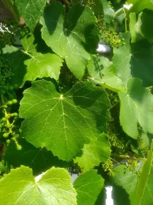 Ein Garten an der Unterkunft Kleines Häuschen am RheinSteig