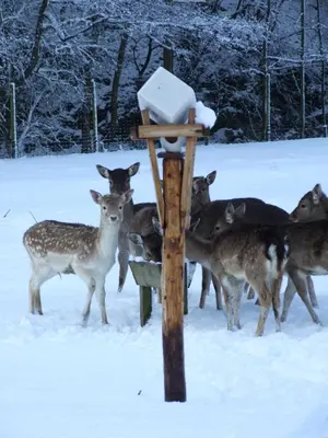 Tiere im Hotel oder in der Nähe