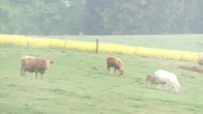 Tiere in der Ferienwohnung oder in der Nähe