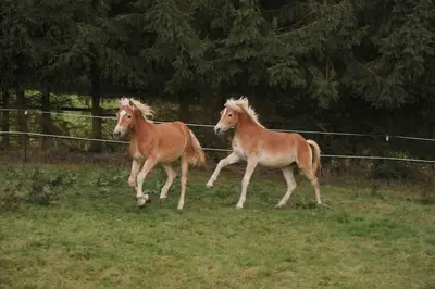 Tiere in der Ferienwohnung oder in der Nähe