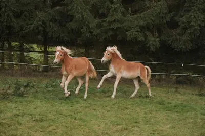 Tiere in der Ferienwohnung oder in der Nähe