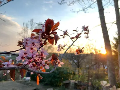 Ein Garten an der Unterkunft Ferienwohnungen Willrich