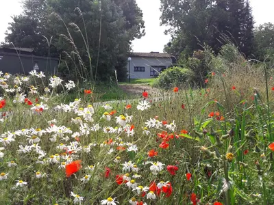 Ein Garten an der Unterkunft Haus am Wald