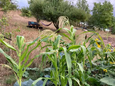 Ein Garten an der Unterkunft Haus Rosenberg