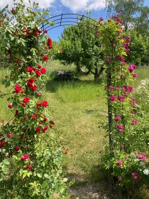 Ein Garten an der Unterkunft Haus Rosenberg
