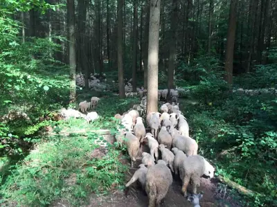 Tiere in der Ferienwohnung oder in der Nähe