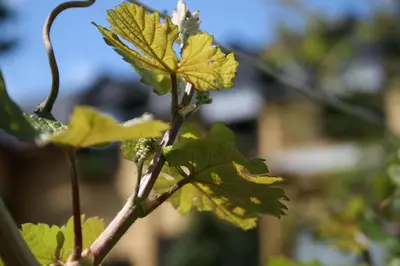 Ein Garten an der Unterkunft Wein- und Gästehaus Lentes
