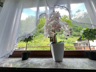 Ein Garten an der Unterkunft 2 Zimmer Ferienwohnung Denis 2