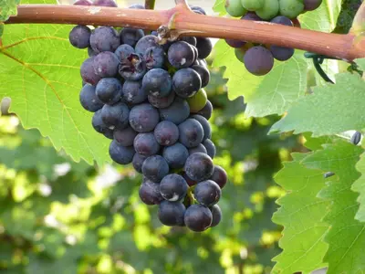 Grundriss der Unterkunft Relaxen im Weindorf Mayschoß Fewo 1
