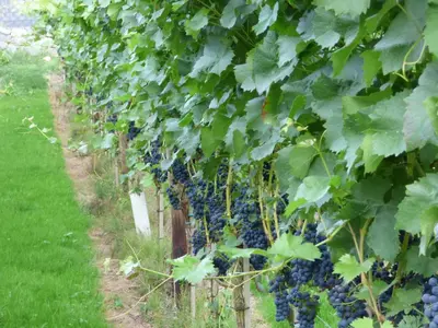 Ein Garten an der Unterkunft Relaxen im Weindorf Mayschoß Fewo 1