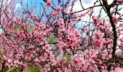Ein Garten an der Unterkunft Zum Moselsteig