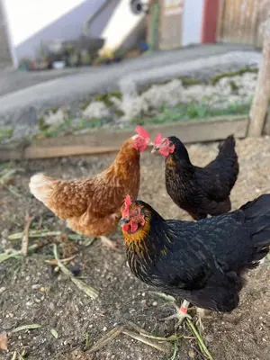 Tiere im Ferienhaus oder in der Nähe