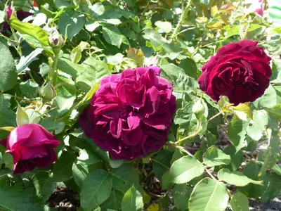 Ein Garten an der Unterkunft Ferienwohnung Eifelrose