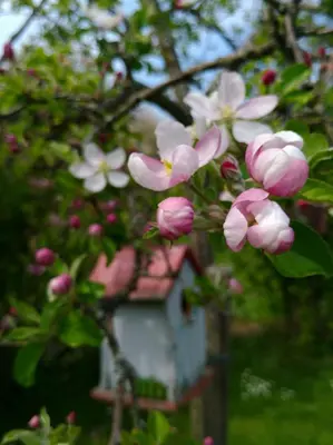 Ein Garten an der Unterkunft Ferienwohnungen und Gästezimmer Peter Busch