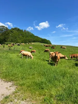 Tiere im Privatzimmer oder in der Nähe