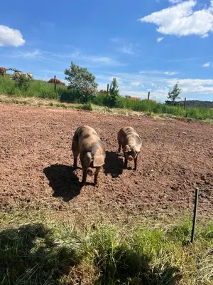 Tiere im Privatzimmer oder in der Nähe