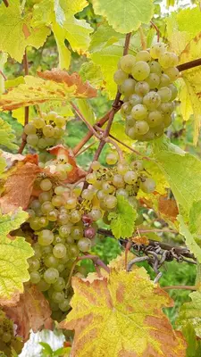 Grundriss der Unterkunft Ferien mit Wein