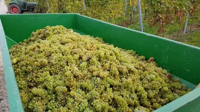 Grundriss der Unterkunft Ferien mit Wein
