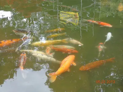 Tiere im Hotel oder in der Nähe