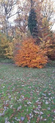 Ein Garten an der Unterkunft Waldesruh