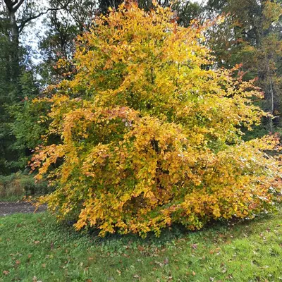 Ein Garten an der Unterkunft Waldesruh