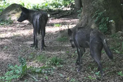 Haustiere von Gästen der Unterkunft Schäferkarrenpark Adler- und Wolfspark Kasselburg
