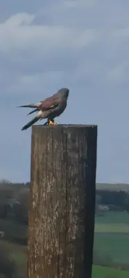Tiere auf dem Campingplatz oder in der Nähe