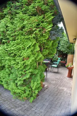 Ein Garten an der Unterkunft Ferienwohnung Luna