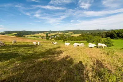 Tiere in der Ferienwohnung oder in der Nähe