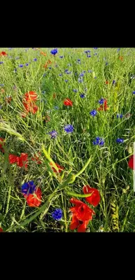 Ein Garten an der Unterkunft Ferienwohnung in der Stegwiese