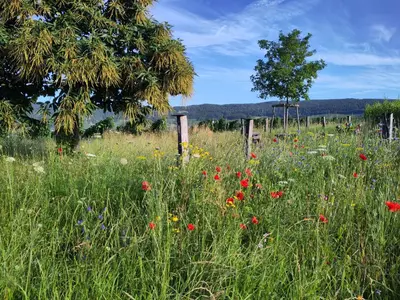 Naturlandschaft in der Nähe der Ferienwohnung