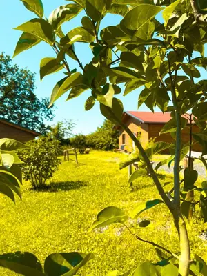 Ein Garten an der Unterkunft Feriendorf Lahnsteiner Höhe