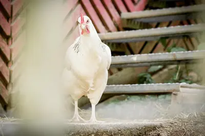 Tiere in der Ferienwohnung oder in der Nähe