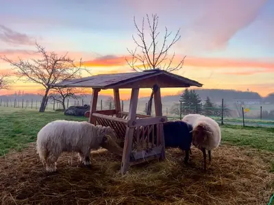 Tiere in der Ferienwohnung oder in der Nähe