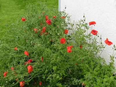Ein Garten an der Unterkunft Ferienwohnungen Waldsicht und Dorfsicht