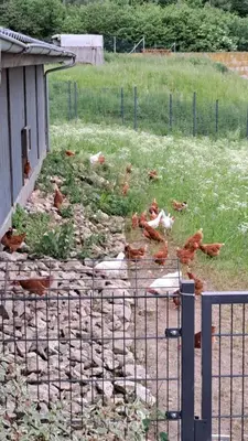 Ein Garten an der Unterkunft Haus Eselsblick