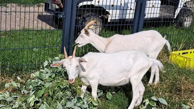 Tiere in der Ferienwohnung oder in der Nähe
