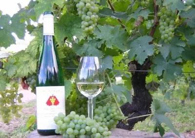 Getränke in der Unterkunft Ferienweingut St. Martin