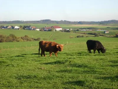 Tiere im Ferienhaus oder in der Nähe