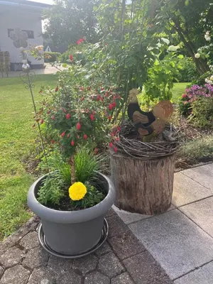 Ein Garten an der Unterkunft Appartement Willems