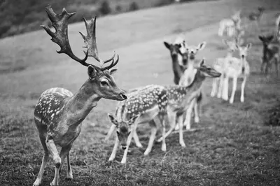 Tiere im Hotel oder in der Nähe